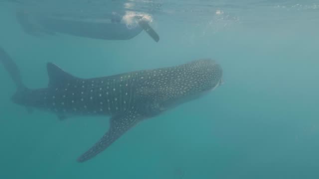 Whale shark swimming under boat in clear sea water underwater view. Wild whale shark swimming in transparent ocean water. Underwater world and animal.