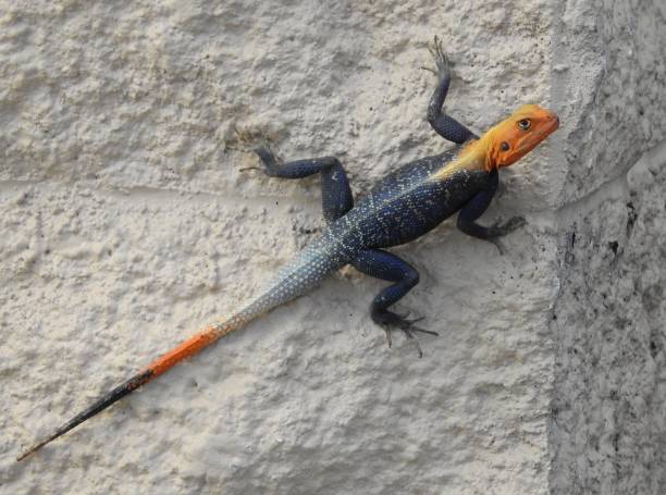 istock Closeup of a Red Headed Rock Agama climbing on a wall 1096704232