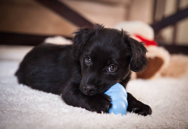 Puppy chewing on toy Puppy chewing on toy puppy photos stock pictures, royalty-free photos & images