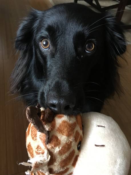 istock Dog with chew toy 1096707030