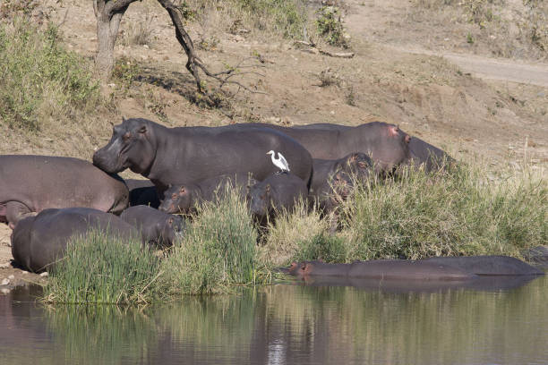 Hippopotamus on shore stock photo