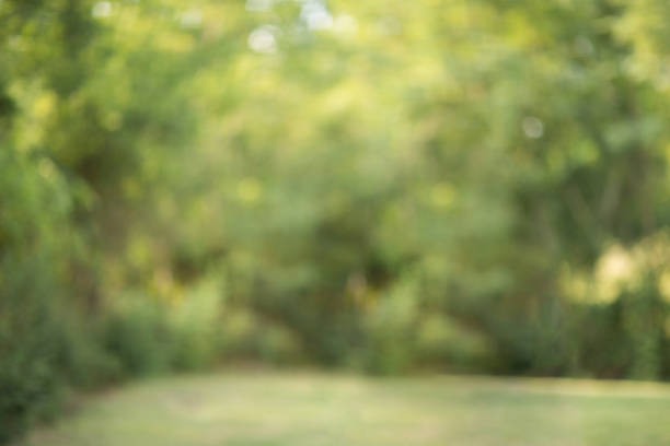 Backdrop of a green forest and grass with copy space.