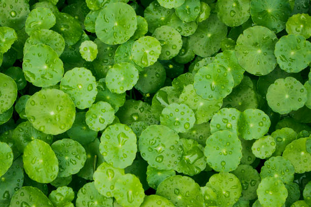 Top view of Water Pennywort with water drops stock photo