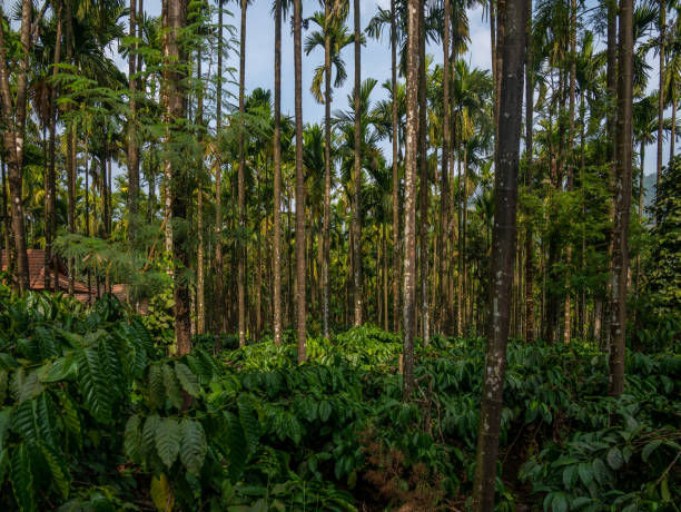 Interiors of Coffee estate Interiors of Coffee estate with Bettle nuts tree coffee plantation india stock pictures, royalty-free photos & images