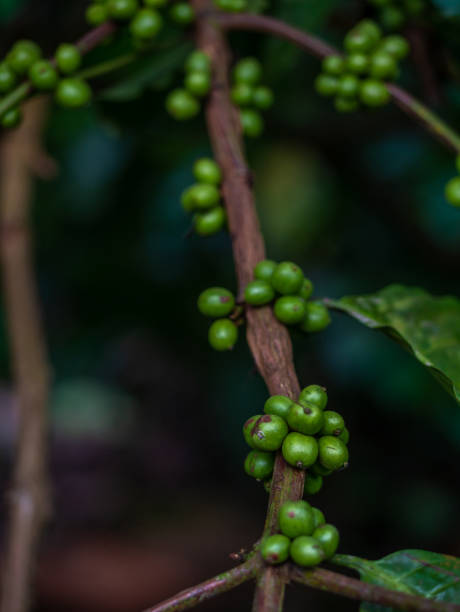 istock Closeup of Green coffee beans 1096713704