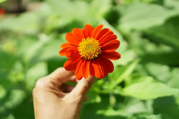 Beautiful orange petals of Mexican sunflower in a hand on blurred green leaves, it's flowering plant in Asteraceae family, known as the tree marigold or Japanese sunflower