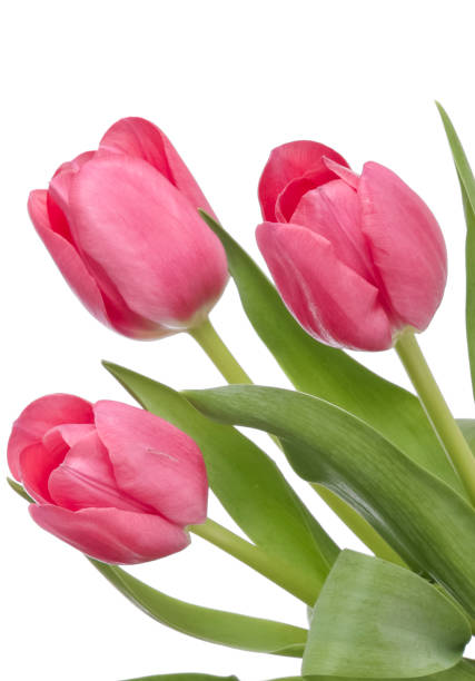 istock Tulips in pink on a white background 1096717042