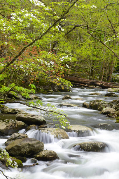 vertical-dogwoods flor acima de um fluxo de água branca na smokies. - blue ridge mountains stream forest waterfall - fotografias e filmes do acervo