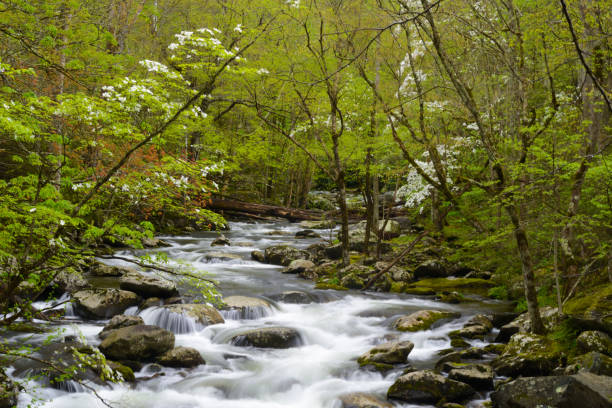 цветущие деревья догвуда висят над белым потоком воды в smokies. - blue ridge mountains stream forest waterfall стоковые фото и изображения
