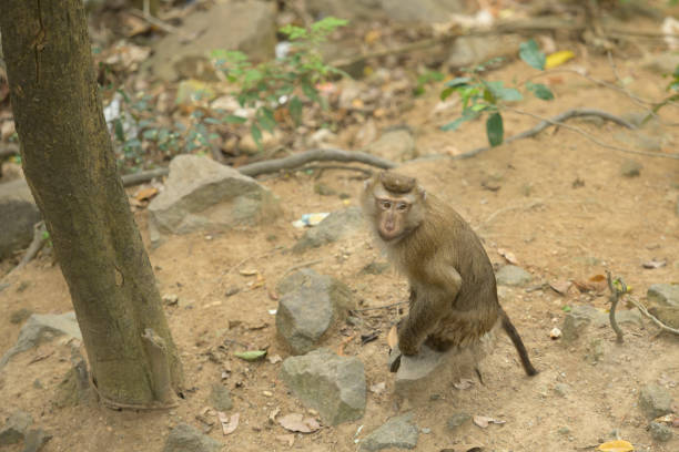 Mother and baby monkeys are feeding in old temple.Kuala Lumpur - Malaysia.