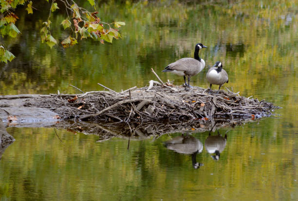 Canada Goose, mates