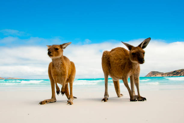 Kangaroos on Lucky Bay Kangaroos on Lucky Bay White Sand Beach - Australia cape le grand national park stock pictures, royalty-free photos & images