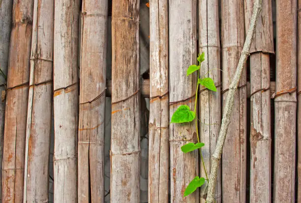 A green climber on the old bamboo wall