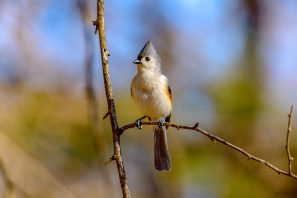 Tufted Titmouse -Baeolophus bicolor - Singing while perched on branch. Green Bokeh background