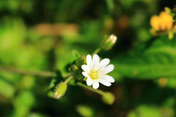 istock Big storening plants, flowers, spring, 1096735902