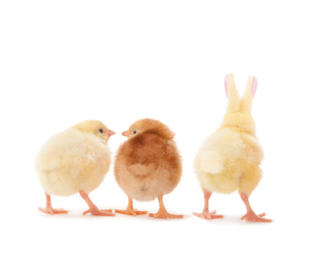 Easter baby chickens isolated on white