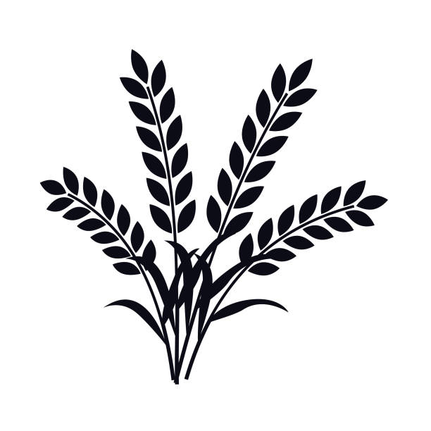 уши пшеничного растения - вектор - плёнка stock illustrations