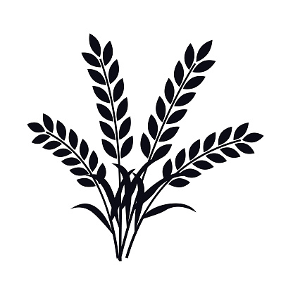 A bunch of wheat or barley plant ears vector illustration.