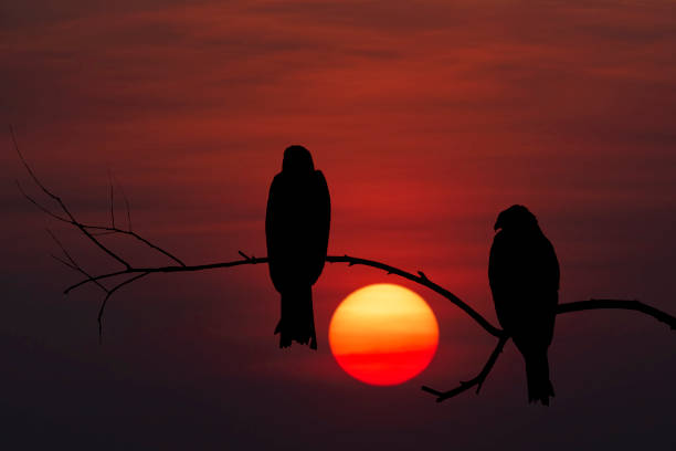 istock Silhouette of Black kite in the evening 1096739110