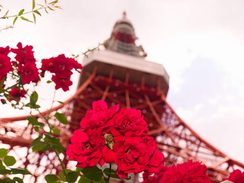 Tokyo,Japan ,June,4, 2017Tokyo Tower from Hamarikyu Garden can walk for seasonal flowers and urban landscapes