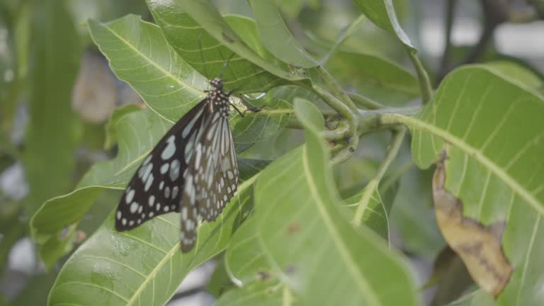 butterfly on leaf.