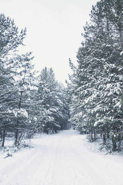 istock Beautiful winter in pine forest 1096744790