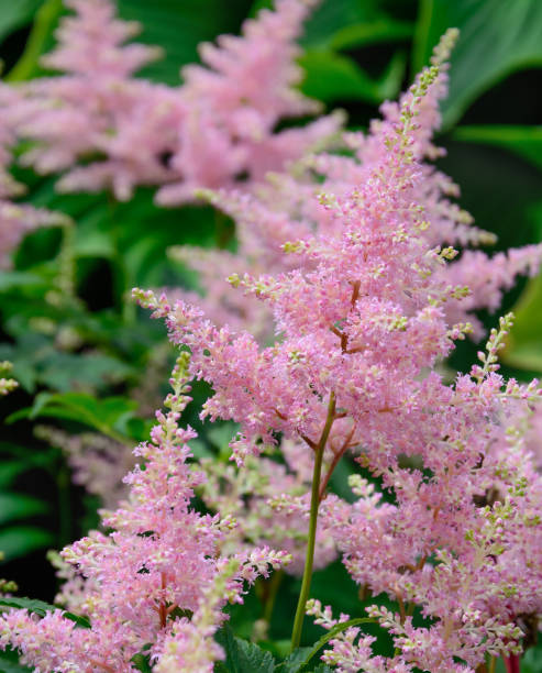 istock Pink inflorescences of an astilbe 1096749308