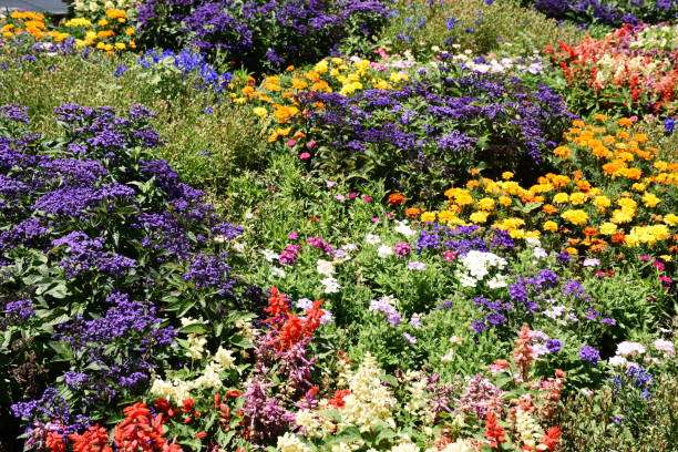 istock Floral Garden in Full Frame 1096749360