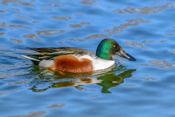 Northern shoveler - (Spatula clypeata) Duck Close-up