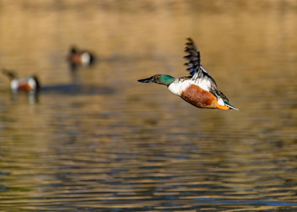 istock Northern shoveler - (Spatula clypeata) Duck In Flight 1096749612