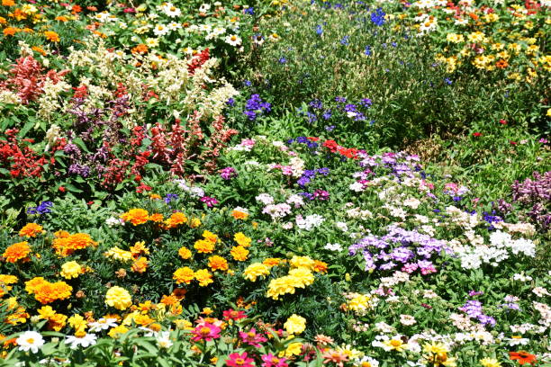 istock Floral Garden in Full Frame 1096749688