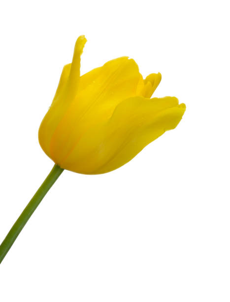 istock Yellow tulip with water droplets 1096750806