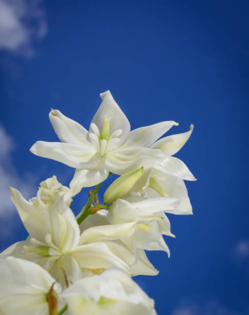 il fiore di yucca aperto - yucca foto e immagini stock