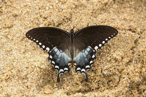 Spicebush swallowtail butterfly, Papilio troilus, on a sandy beach at Cliff Pond in Nickerson State Park on Cape Cod in Brewster, Massachusetts.