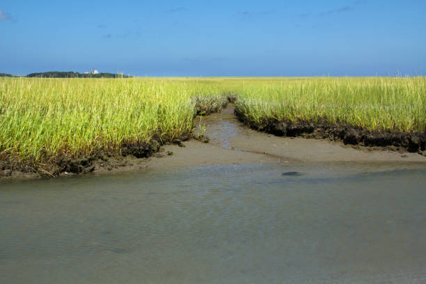 erbe paludose a salt pond bay a cape cod, massachusetts. - cape cod new england sea marsh foto e immagini stock