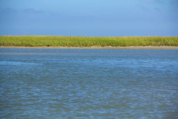 hierbas de marsh en la bahía de estanques de sal en cape cod, massachusetts. - saltwater flats coastal feature landscape national park fotografías e imágenes de stock