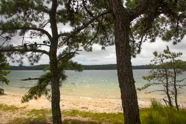 cliff pond a nickerson state park a cape cod. - brewster foto e immagini stock