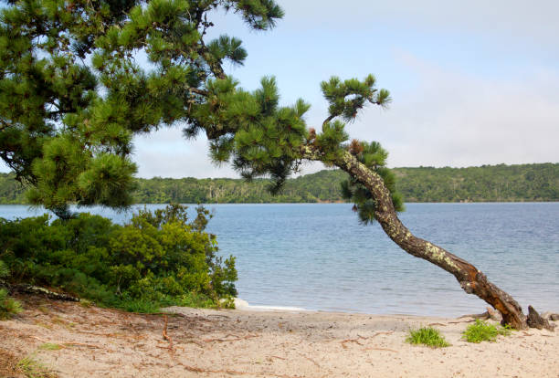 cliff pond a nickerson state park a cape cod. - brewster foto e immagini stock