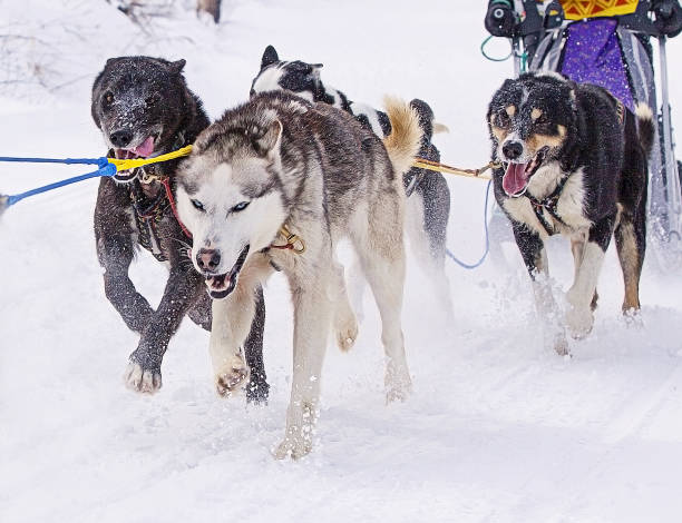 istock the dog in harness pulling a sleigh competitions in winter 1096753764
