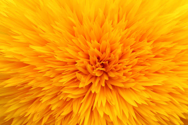 istock Closeup dahlia flower background. 1096753906