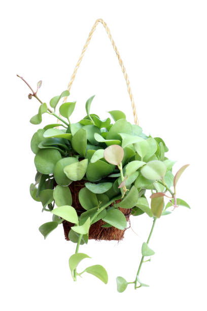 istock green plant hanging isolated on white 1096754616