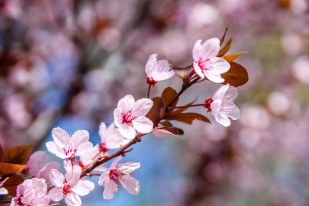 istock Branches of the blossoming paradise apple tree 1096758746