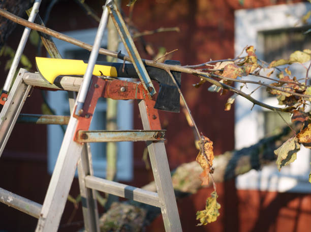 istock Trimming trees in a garden 1096760506