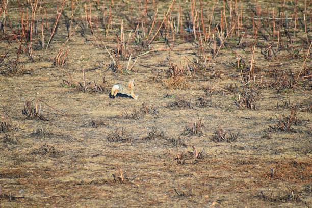 Wild desert cottontail (Sylvilagus audubonii), also known as Audubon's cottontail, is a New World cottontail rabbit, and a member of the family Leporidae bunny in prairie sage habitat of Colorado by Boulder, United States silvestre conejo desierto (audubonii de sylvilagus), también conocido como conejo de audubon, es un conejo del conejo de nuevo mundo y miembro del familia conejo leporidae en hábitat salvia pradera de colorado por boulder, estados unidos
