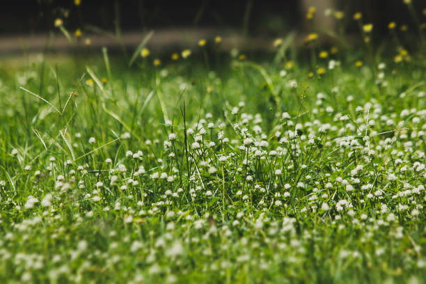 istock Tridax procumbens in the park 1096763168