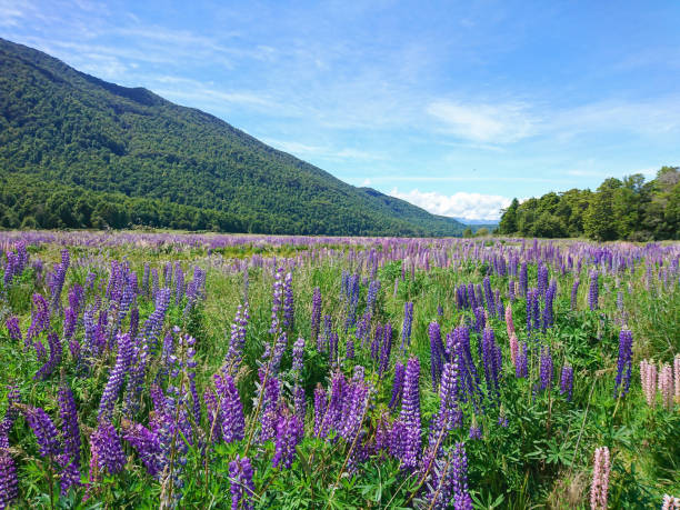 istock Summer season Lupine flower full bloom 1096769108