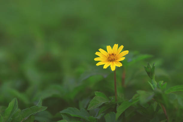 庭で美しい黄色の偽ひまわり - dewy sunflower ストックフォトと画像