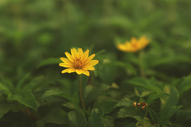 istock Beautiful yellow false sunflower in garden 1096769384