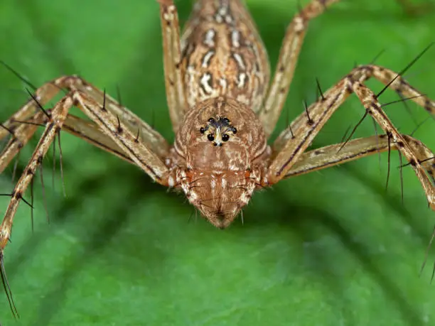 Photo of Macro Photo of Head of Spider on Green Leaf