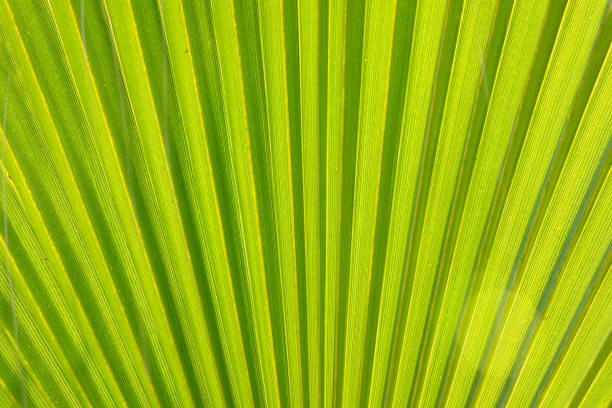 istock Texture of Green palm Leaf 1096774448